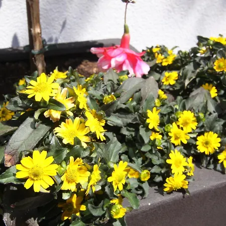 Gaestehaus Elfriede Gasthuis 3*