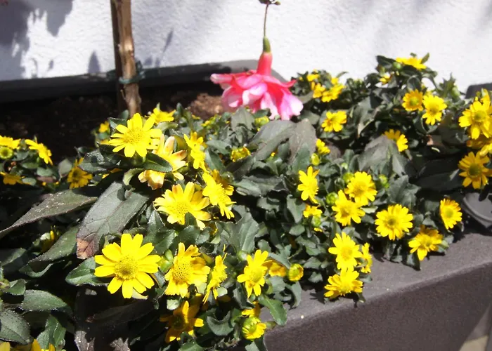 Gaestehaus Elfriede Πανσιόν 3*